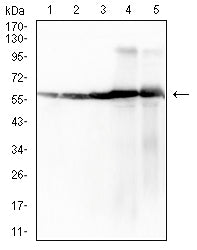 Figure 4:Western blot analysis using ATP5F1A mouse mAb against HepG2 (1), Hela (2), HCT116 (3), mouse heart (4), and rat heart (5) cell lysate.