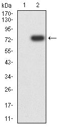 Figure 3:Western blot analysis using KRT10 mAb against HEK293-6e (1) and KRT10 (AA: 146-455)-hIgGFc transfected HEK293-6e (2) cell lysate.