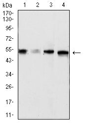Figure 4:Western blot analysis using SIGLEC8 mouse mAb against mouse Liver (1), rat Liver (2)tissues lysate, MCF-7 (3), and HT-29 (4) cell lysate.