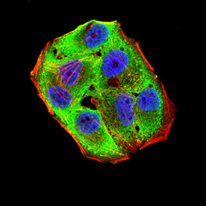 Figure 7:Immunofluorescence analysis of Hela cells using PTH mouse mAb (green). Blue: DRAQ5 fluorescent DNA dye. Red: Actin filaments have been labeled with Alexa Fluor- 555 phalloidin. Secondary antibody from Fisher (Cat#: 35503)