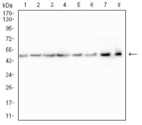 Figure 4:Western blot analysis using UQCRC1 mouse mAb against Hela (1), A431 (2), HepG2 (3), HEK293 (4), PC-3 (5), SH-SY5Y (6), mouse brain (7), and rat brain (8) cell lysate.