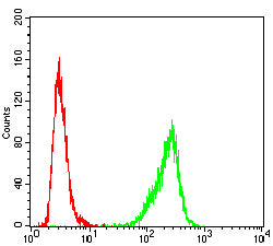 Figure 6:Flow cytometric analysis of Hela cells using USP7 mouse mAb (green) and negative control (red).