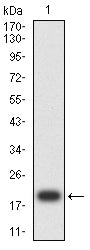 Figure 2:Western blot analysis using SALL4 mAb against human SALL4 recombinant protein. (Expected MW is 20 kDa)