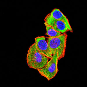 Figure 4:Immunofluorescence analysis of Hela cells using TNFSF9 mouse mAb (green). Blue: DRAQ5 fluorescent DNA dye. Red: Actin filaments have been labeled with Alexa Fluor- 555 phalloidin. Secondary antibody from Fisher (Cat#: 35503)