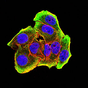 Figure 5:Immunofluorescence analysis of Hela cells using TLR7 mouse mAb (green). Blue: DRAQ5 fluorescent DNA dye. Red: Actin filaments have been labeled with Alexa Fluor- 555 phalloidin. Secondary antibody from Fisher (Cat#: 35503)