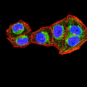 Figure 5:Immunofluorescence analysis of Hela cells using KRT2 mouse mAb (green). Blue: DRAQ5 fluorescent DNA dye. Red: Actin filaments have been labeled with Alexa Fluor- 555 phalloidin. Secondary antibody from Fisher (Cat#: 35503)