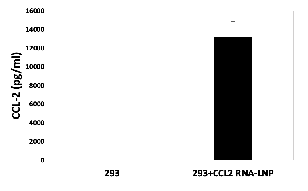 Figure 1. ELISA using supernatants of HEK293 cells transfected with CCL-2 RNA-LNP showed secreted high level of CCL-2 cytokine 16 hours after transfection.