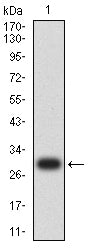 Figure 2:Western blot analysis using CD79A mAb against human CD79A (AA: extra(33-143)) recombinant protein. (Expected MW is 28.3kDa)