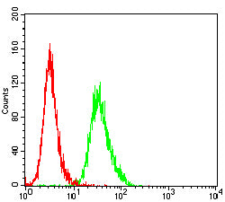 Figure 5:Flow cytometric analysis of MOLT4 cells using GZMK mouse mAb (green) and negative control (red).