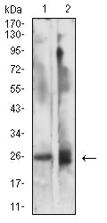 Figure 3:Western blot analysis using CD337 mouse mAb against rat liver (1) and mouse liver (2) cell lysate.