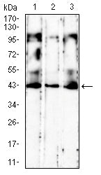 Figure 4:Western blot analysis using CD186 mouse mAb against K562 (1), Jurkat (2), and HT-29 (3) cell lysate.