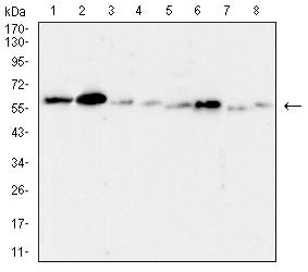 Figure 4:Western blot analysis using TACSTD2 mouse mAb against A431 (1), HCT116 (2), PC-3 (3), MCF-7 (4), SK-Br-3 (5), T47D (6), HEK293 (7), and HEK293-6e (8) cell lysate.