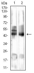 Figure 4:Western blot analysis using MAGEA4 mouse mAb against Mouse liver (1), Rat liver (2) cell lysate.