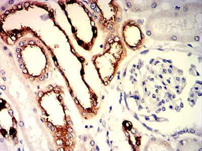 Figure 7:Immunohistochemical analysis of paraffin-embedded kidney tissues using PDLIM7 mouse mAb with DAB staining.