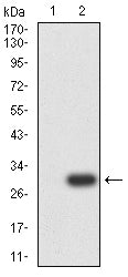 Figure 3:Western blot analysis using SALL4 mAb against HEK293 (1) and SALL4-hIgGFc transfected HEK293 (2) cell lysate.