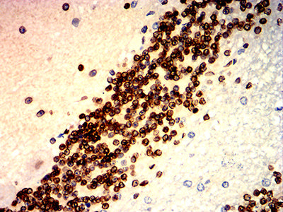 Figure 9:Immunohistochemical analysis of paraffin-embedded cerebellum tissues using LMNB1 mouse mAb with DAB staining.