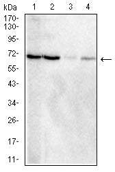 Figure 4:Western blot analysis using TIMD4 mouse mAb against Jurkat (1), HEK293 (2), HL-60 (3), and Hela (4) cell lysate.