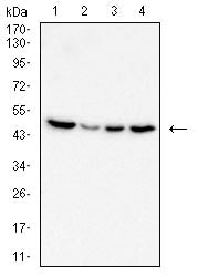 Figure 4:Western blot analysis using RHOA mouse mAb against Jurlat (1), MCF-7 (2),A431 (3), and Hela (4) cell lysate.