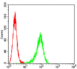 Figure 2:Flow cytometric analysis of Hela cells using KITLG mouse mAb (green) and negative control (red).