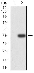 Figure 3:Western blot analysis using CD151 mAb against HEK293-6e (1) and CD151 (AA: extra 113-221)-hIgGFc transfected HEK293-6e (2) cell lysate.