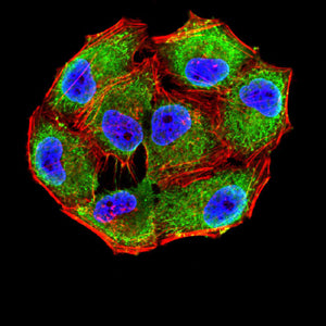 Figure 9:Immunofluorescence analysis of Hela cells using CD47 mouse mAb (green). Blue: DRAQ5 fluorescent DNA dye. Red: Actin filaments have been labeled with Alexa Fluor- 555 phalloidin. Secondary antibody from Fisher (Cat#: 35503)