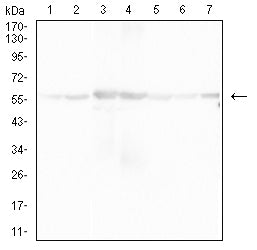 Figure 4:Western blot analysis using ATP5F1A mouse mAb against COS7 (1), NIH/3T3 (2), mouse heart (3), rat heart (4), HCT116 (5), Hela (6), and HepG2 (7) cell lysate.