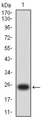 Figure 2:Western blot analysis using CX3CR1 mAb against human CX3CR1 (AA: extra mix) recombinant protein. (Expected MW is 24 kDa)