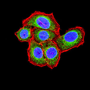 Figure 6:Immunofluorescence analysis of Hela cells using HDAC1 mouse mAb (green). Blue: DRAQ5 fluorescent DNA dye. Red: Actin filaments have been labeled with Alexa Fluor- 555 phalloidin. Secondary antibody from Fisher (Cat#: 35503)