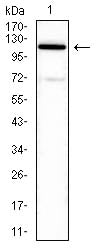 Figure 5:Western blot analysis using ATP6AP1 mouse mAb against PC-3 (1) cell lysate.