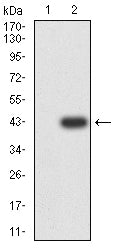 Figure 3:Western blot analysis using CEACAM3 mAb against HEK293-6e (1) and CEACAM3 (AA: 35-155)-hIgGFc transfected HEK293-6e (2) cell lysate.