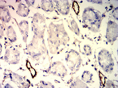 Figure 7:Immunohistochemical analysis of paraffin-embedded stomach tissues using CD109 mouse mAb with DAB staining.