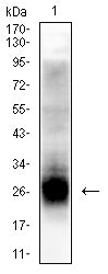 Figure 4:Western blot analysis using TSPAN8 mouse mAb against HT-29 cell lysate.