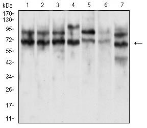 Figure 8:Western blot analysis using CD47 mouse mAb against Jurkat (1), MOLT4 (2), HL-60 (3), Raji (4), Ramos (5), and HEK293 (6) cell lysate.