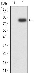 Figure 3:Western blot analysis using HDAC1 mAb against HEK293-6e (1) and HDAC1 (AA: 1-482)-hIgGFc transfected HEK293-6e (2) cell lysate.