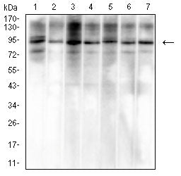 Figure 3:Western blot analysis using VCP mouse mAb against Hela (1), A549 (2), NIH/3T3 (3), Raw264.7 (4), SH-SY5Y (5), MCF-7 (6), and A431 (7) cell lysate.