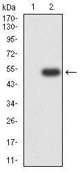 Figure 3:Western blot analysis using MAGEA4 mAb against HEK293-6e (1) and MAGEA4 (AA: 1-225)-hIgGFc transfected HEK293-6e (2) cell lysate.