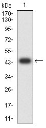 Figure 2:Western blot analysis using HDAC1 mAb against human HDAC1 (AA: 321-482) recombinant protein. (Expected MW is 44.6 kDa)