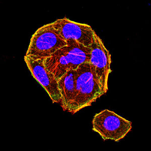 Figure 7:Immunofluorescence analysis of Hela cells using Siglec15 mouse mAb (green). Blue: DRAQ5 fluorescent DNA dye. Red: Actin filaments have been labeled with Alexa Fluor- 555 phalloidin. Secondary antibody from Fisher (Cat#: 35503)