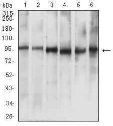 Figure 4:Western blot analysis using NUP98 mouse mAb against A549 (1), L-02 (2), Hela (3), Jurkat (4), HL-60 (5), and COS7 (6) cell lysate.