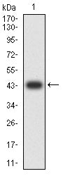 Figure 2:Western blot analysis using CD51 mAb against human CD51 (AA: extra 31-189) recombinant protein. (Expected MW is 43.6 kDa)