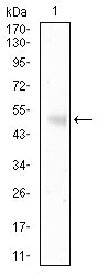 Figure 4:Western blot analysis using HLA-F mouse mAb against Mouse Liver (1) tissue lysate.