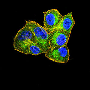 Figure 3:Immunofluorescence analysis of Hela cells using CD360 mouse mAb (green). Blue: DRAQ5 fluorescent DNA dye. Red: Actin filaments have been labeled with Alexa Fluor- 555 phalloidin. Secondary antibody from Fisher (Cat#: 35503)