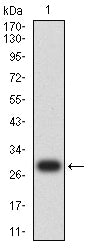 Figure 2:Western blot analysis using GZMK mAb against human GZMK (AA: 27-264) recombinant protein. (Expected MW is 28.7kDa)