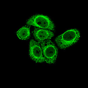 Figure 5:Immunofluorescence analysis of Hela cells using HDAC1 mouse mAb (green). Secondary antibody from Fisher (Cat#: 35503)