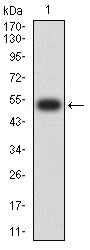 Figure 2:Western blot analysis using TUBB1 mAb against human TUBB1 (AA: 1-444) recombinant protein. (Expected MW is 52.6 kDa)