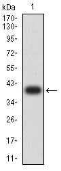 Figure 2:Western blot analysis using CD42A mAb against human CD42A (AA: extra(17-147)) recombinant protein. (Expected MW is 40.3kDa)