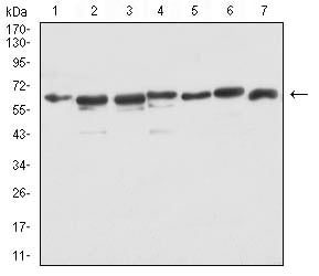 Figure 6:Western blot analysis using Siglec15 mouse mAb against PC-2 (1), LNCap (2), HEK293 (3), PC-3 (4), DU145 (5), COS-7 (6), and HEK293-6e (7) cell lysate.