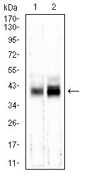 Figure 4:Western blot analysis using M6PR mouse mAb against mouse brain (1) and HepG2 (2) cell lysate.