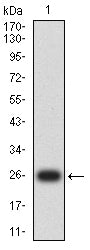 Figure 1:Western blot analysis using TLR10 mAb against human TLR10 (AA: extra(20-219)) recombinant protein. (Expected MW is 26 kDa)