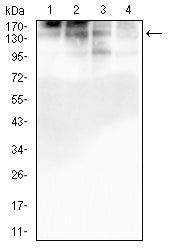 Figure 3:Western blot analysis using GOLGA2 mouse mAb against HepG2 (1), Hela (2), K562 (3), and HEK293 (4) cell lysate.